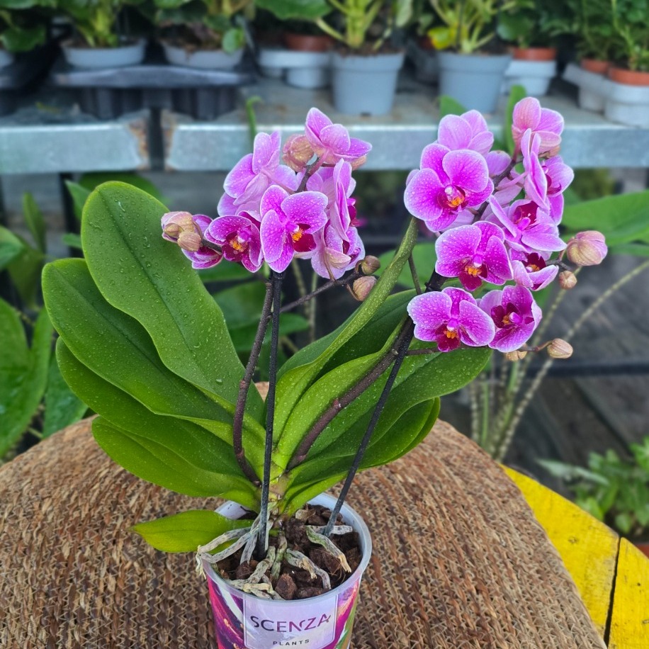 Canlı İthal Canlı Pembe / Mor Tonlu Çift Dal Mini Orkide (Phalaenopsis) - Özel Seri
