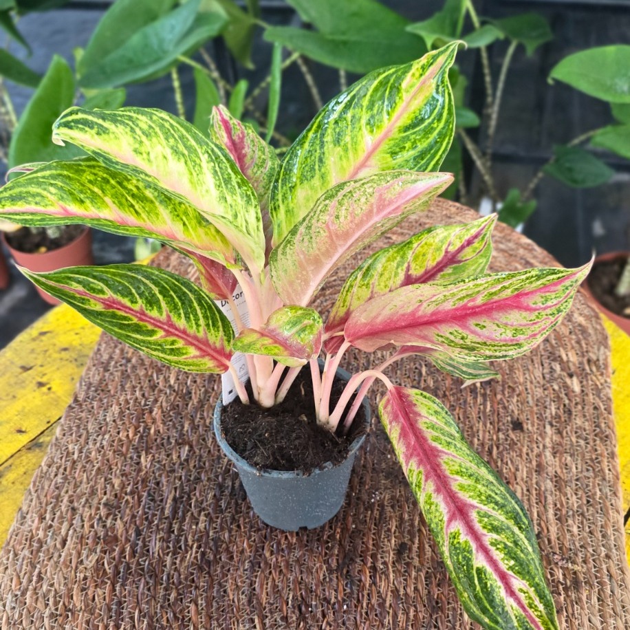 Canlı İthal Renkli Aglaonema Çin Herdemgüzeli Özel Seri Salon Bitkisi