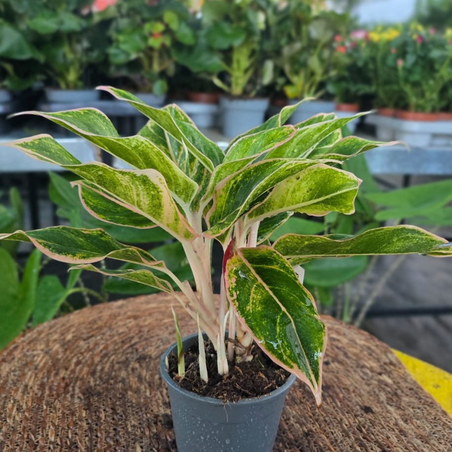 İthal Renkli Aglaonema Çin Herdemgüzeli Özel Seri Salon Bitkisi